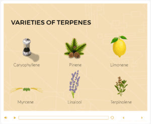 Screenshot of terpenes in the Cannabis industry